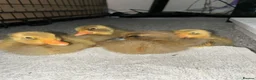 Ducks poultry for sale: 4 Indian runner ducklings for sale  - Advert 1