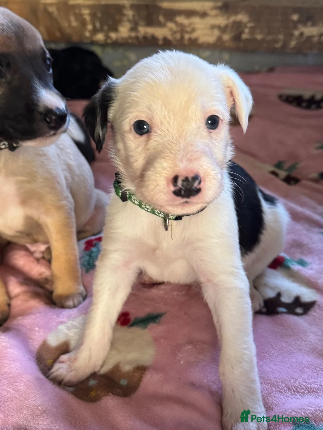 Lurcher dogs for sale: Beautiful Lurchers puppies  - Advert 2