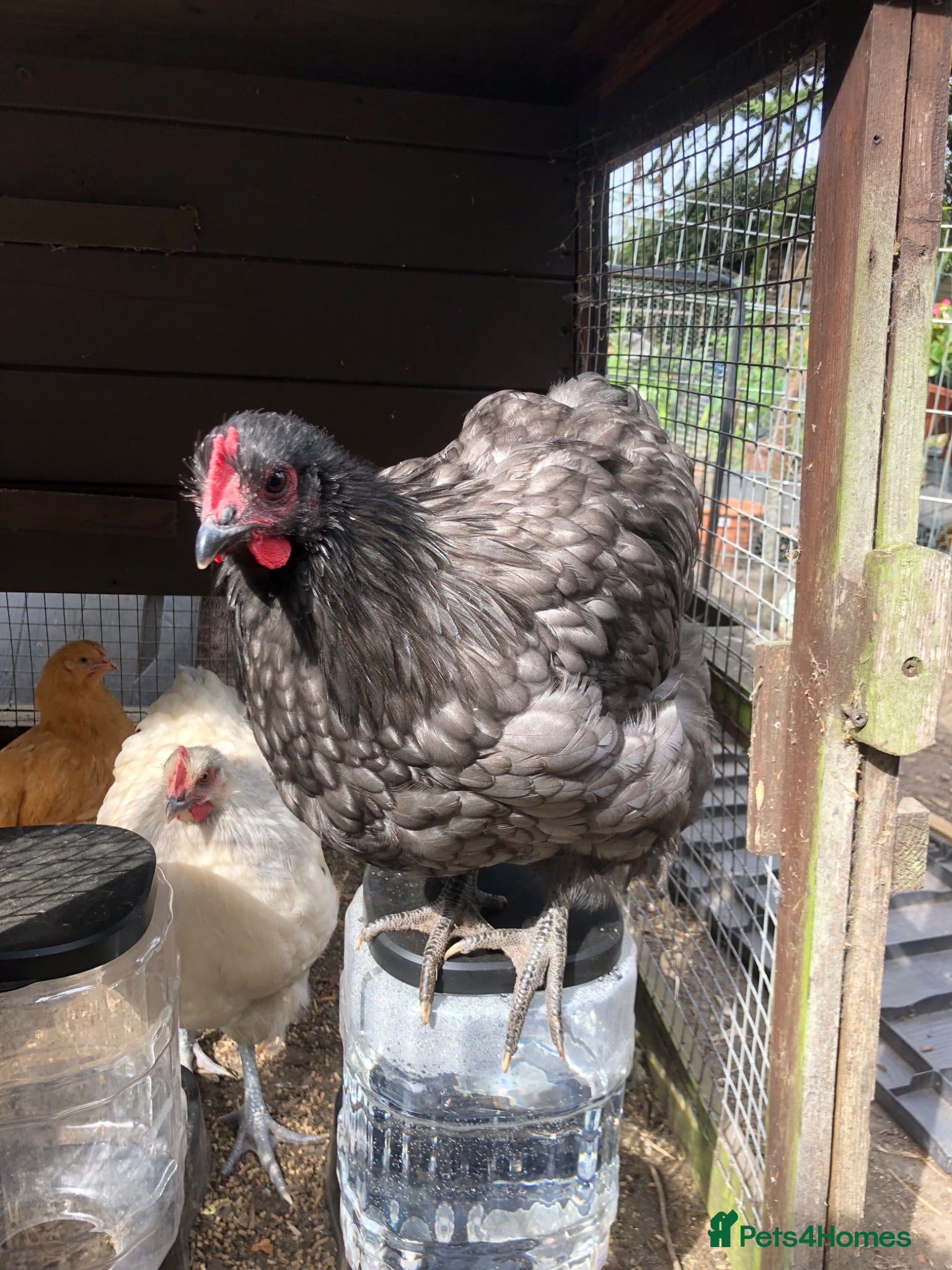 Chickens poultry Orpington Cockerels  - Advert 1