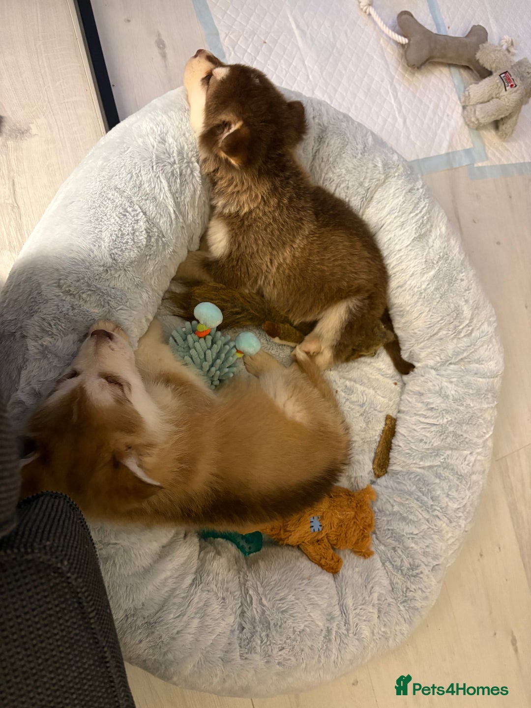 Mixed Breed dogs for sale: Dakota and Akila - Advert 6