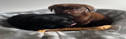 Labrador Retriever dogs for sale: Gorgeous Labrador pups - Advert 14