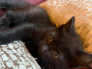 Ragdoll cats 2 Ragdoll Cross Black Kittens 1 boy, 1 girl - Advert 1