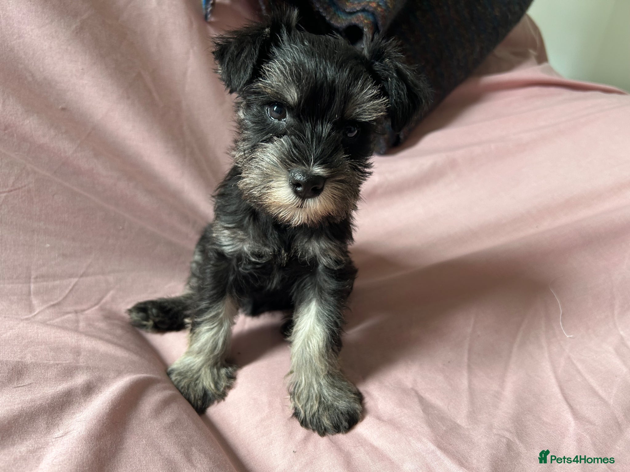 Miniature Schnauzer dogs Fun healthy miniature schnauzers kc reg  - Advert 6