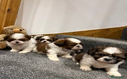 Shih Tzu dogs for sale: Summer Shihtzu Puppies - Image 1