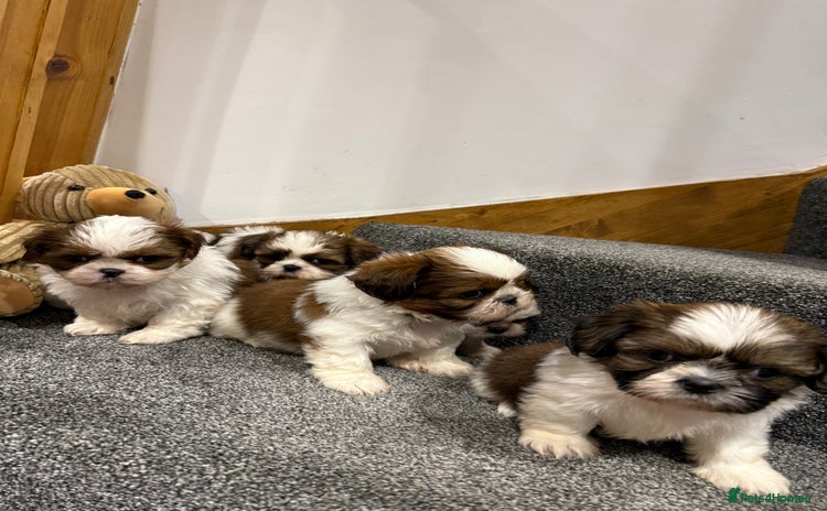 Shih Tzu dogs - Advert 1