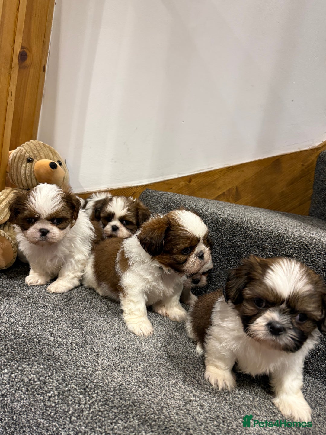 Shih Tzu dogs for sale: Summer Shihtzu Puppies - Image 1