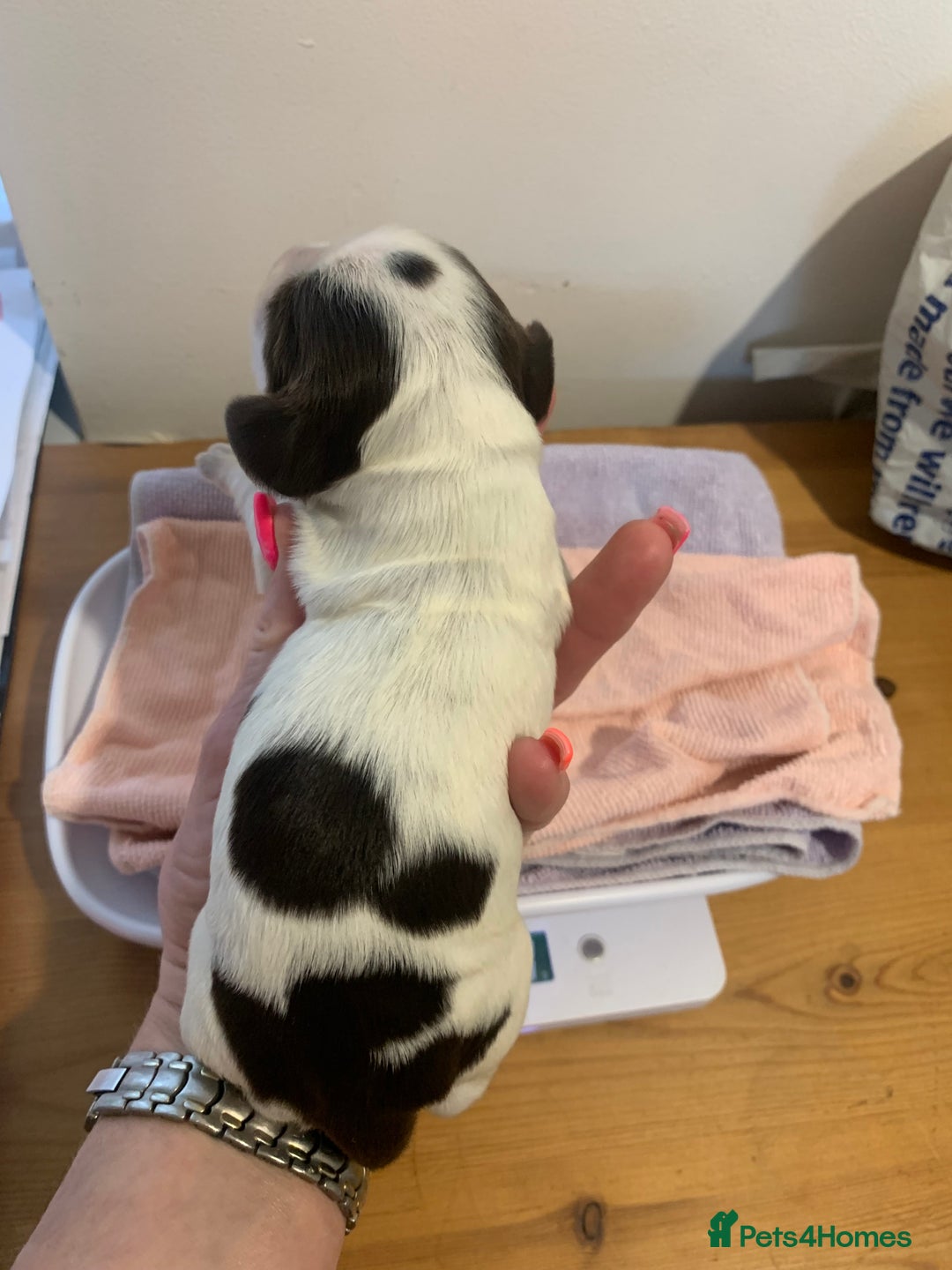 Cocker Spaniel dogs for sale: Beautiful show line cocker spaniel puppies  - Advert 10