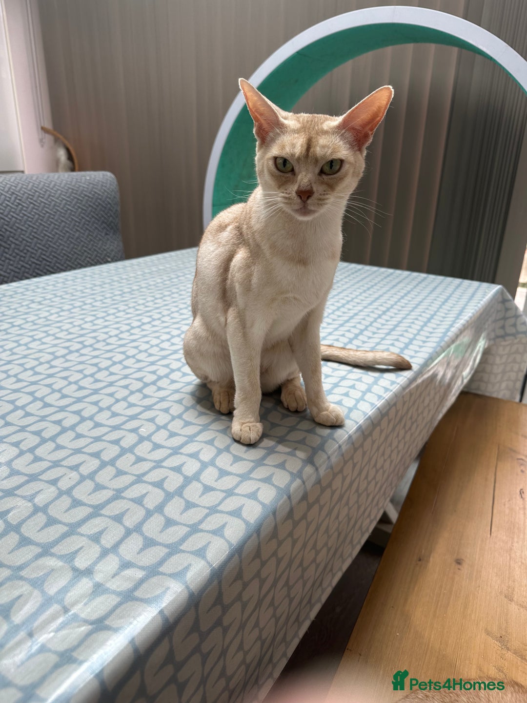 Abyssinian cats for sale: Ready to go TODAY! Delivery ✅ Neutered ✅ - Image 19