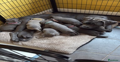 Cane Corso dogs - Advert 8