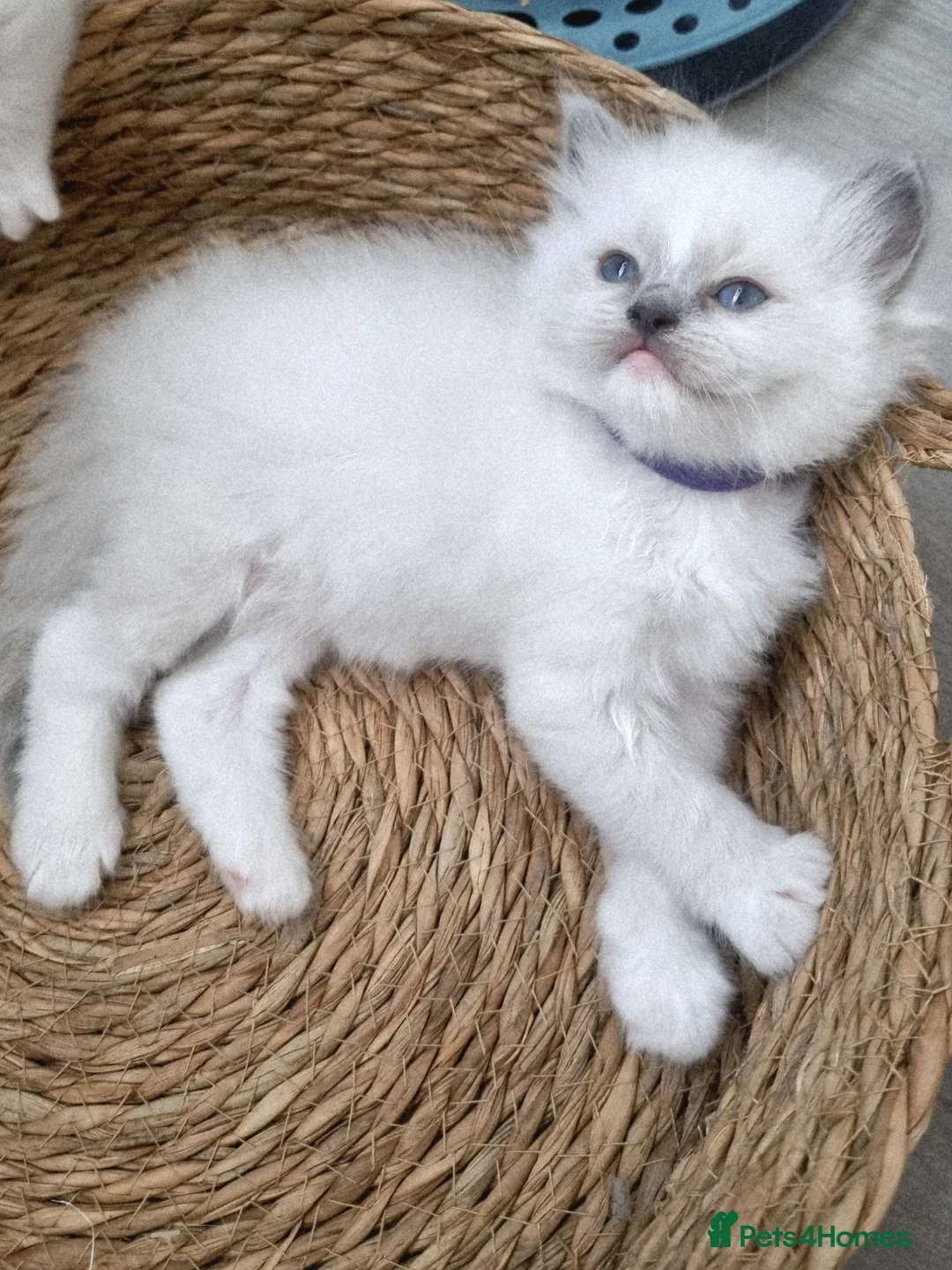 Ragdoll cats for sale: Ragdoll kittens DNA tested  - Advert 2