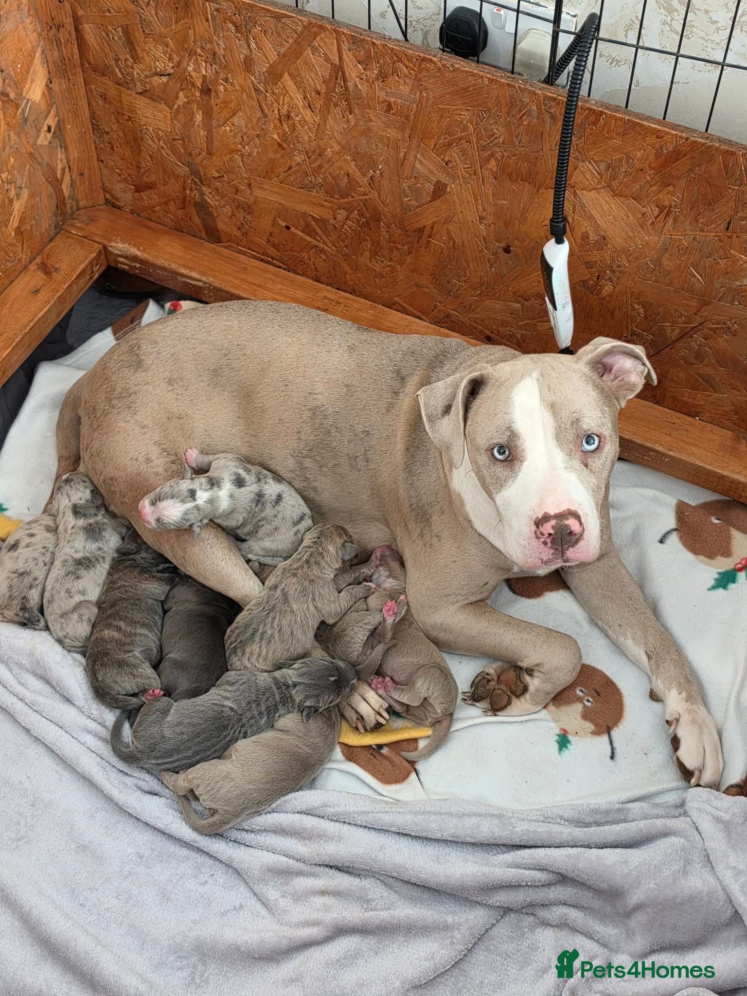 Mixed Breed dogs Staffy x American bulldog  - Advert 1