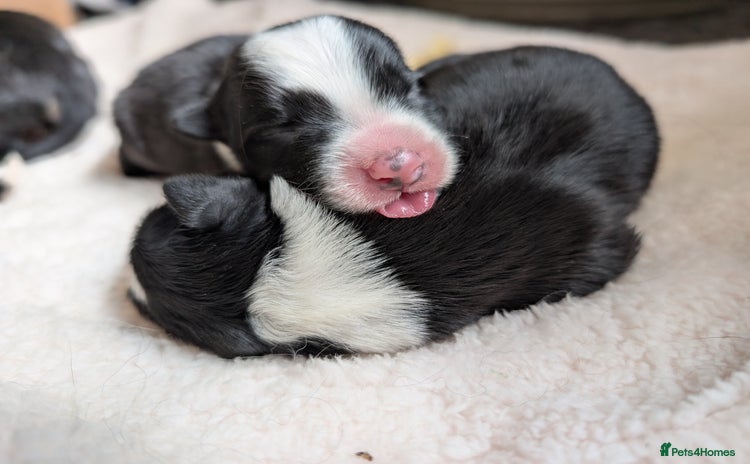 Border Collie dogs - Advert 4