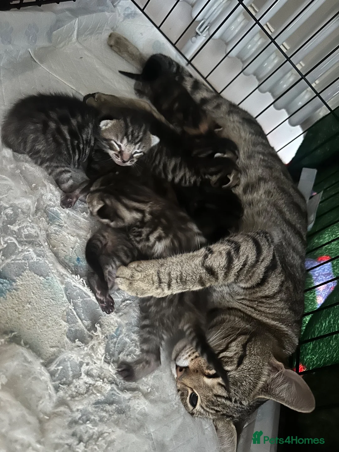 Mixed Breed cats for sale: Beautiful tabby with a bit of bengal kittens  - Advert 2