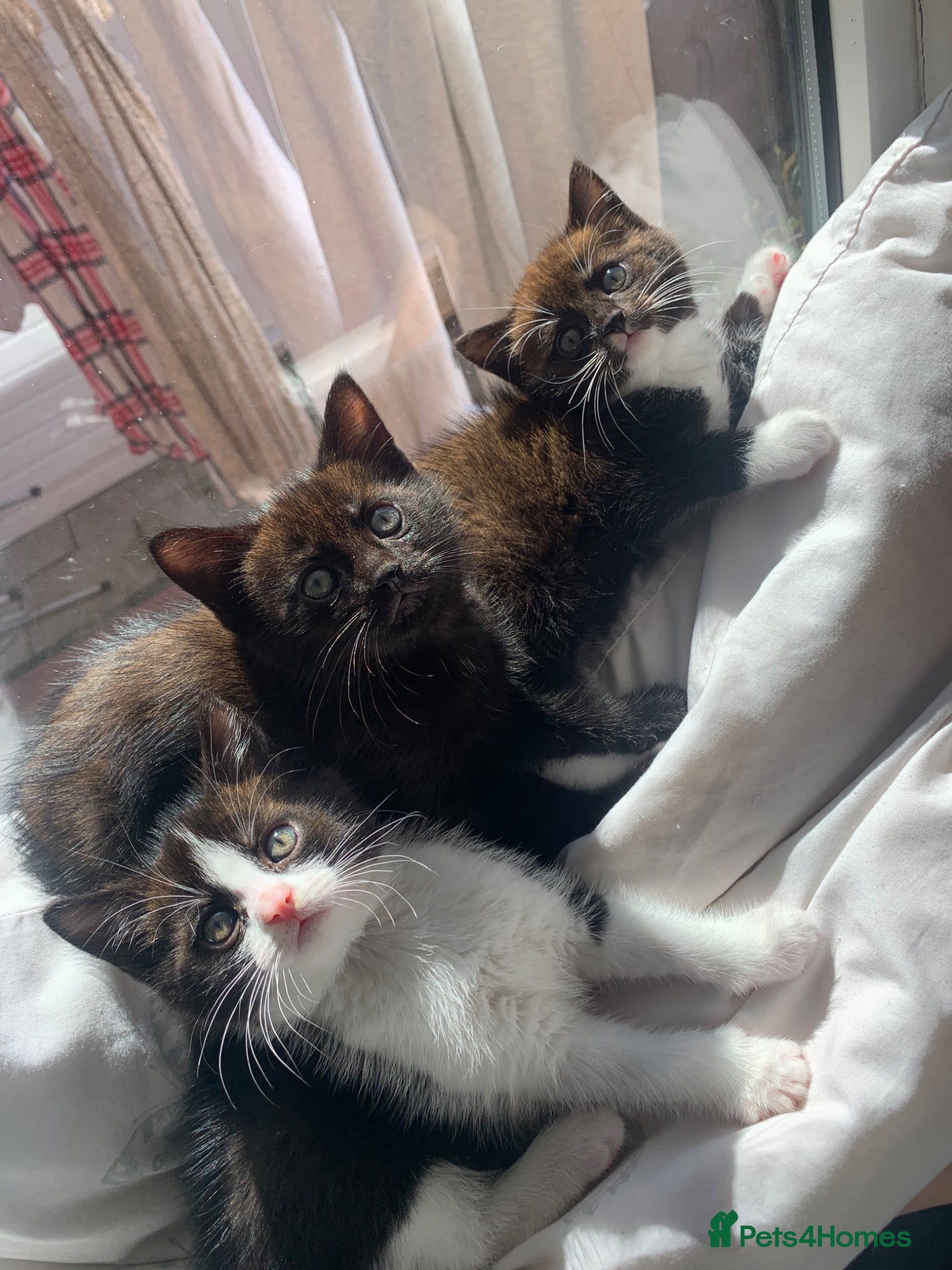 Mixed Breed cats Adorable kittens  - Advert 7