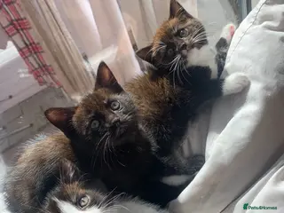 Mixed Breed cats Adorable kittens - Advert 7