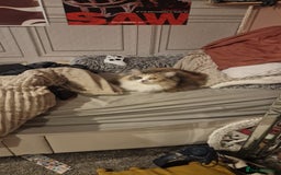 Ragdoll cats for sale: Ragdoll cross maine coon (Ragcoon) for sale - Image 4
