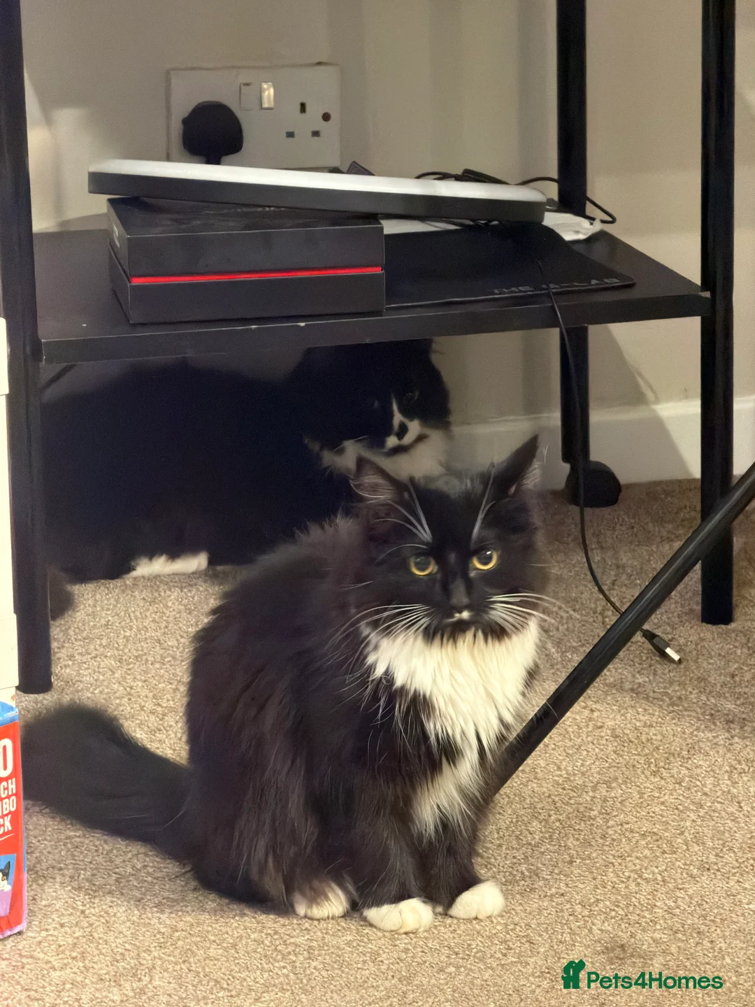 British Shorthair cats for sale: Stunning British Shorthair Tuxe - Advert 6