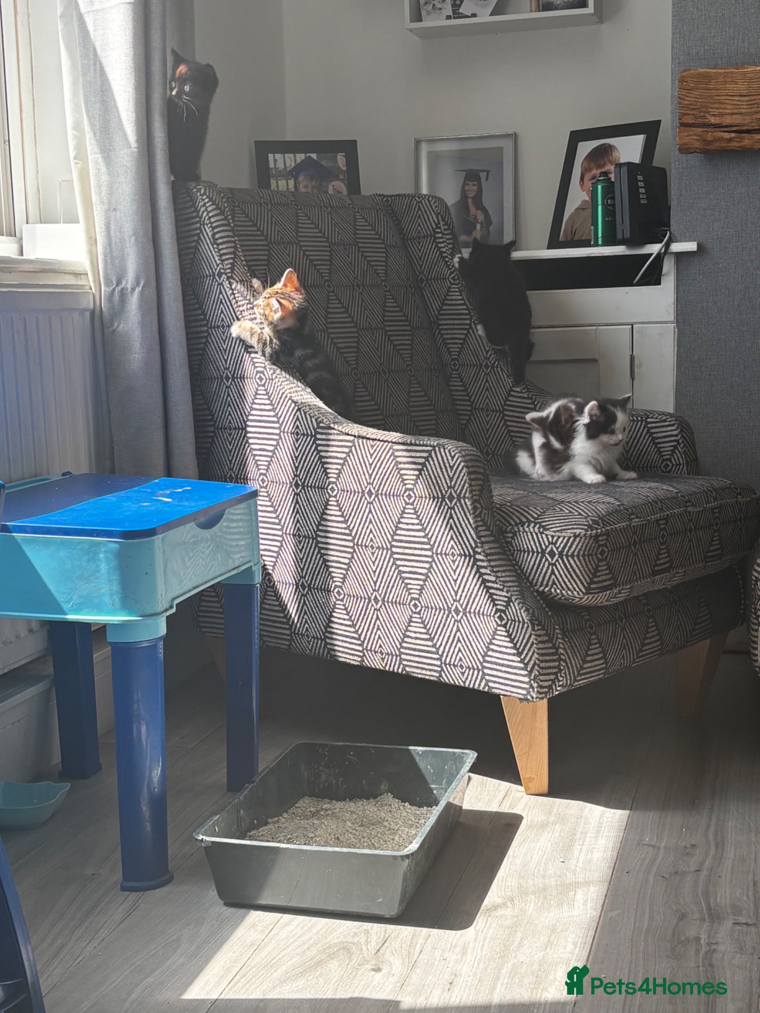 Mixed Breed cats for sale: Kittens for sale in Wigan - Advert 11
