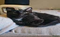Turkish Angora cats for sale: Adorable 2 Kittens - Image 11