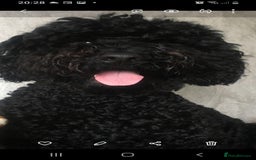 Labradoodle dogs for sale: Multigenerational Medium /Mini Labradoodles  - Image 23