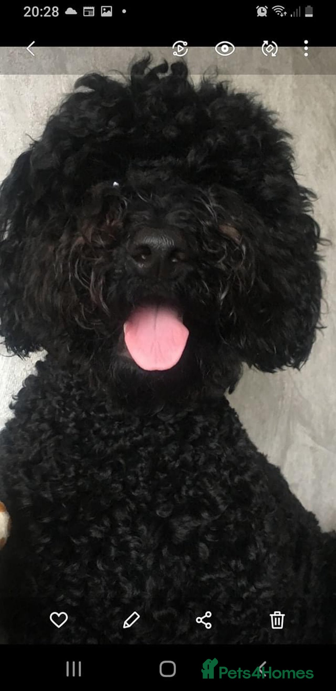 Labradoodle dogs for sale: Multigenerational Medium /Mini Labradoodles  - Image 23