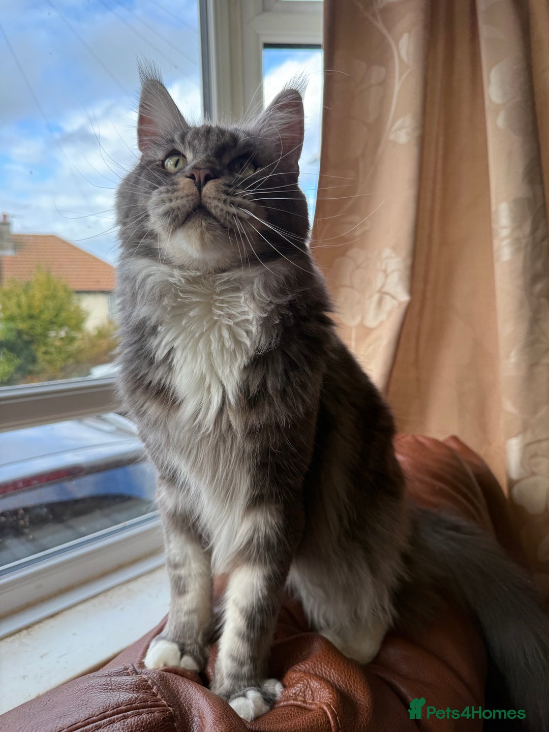 Maine Coon cats for sale: GCCF Pedigree Russian line Maine Coon - Advert 20