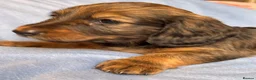 Dachshund dogs for sale: Long & Short haired Sable crea Dachshund puppies  - Advert 2