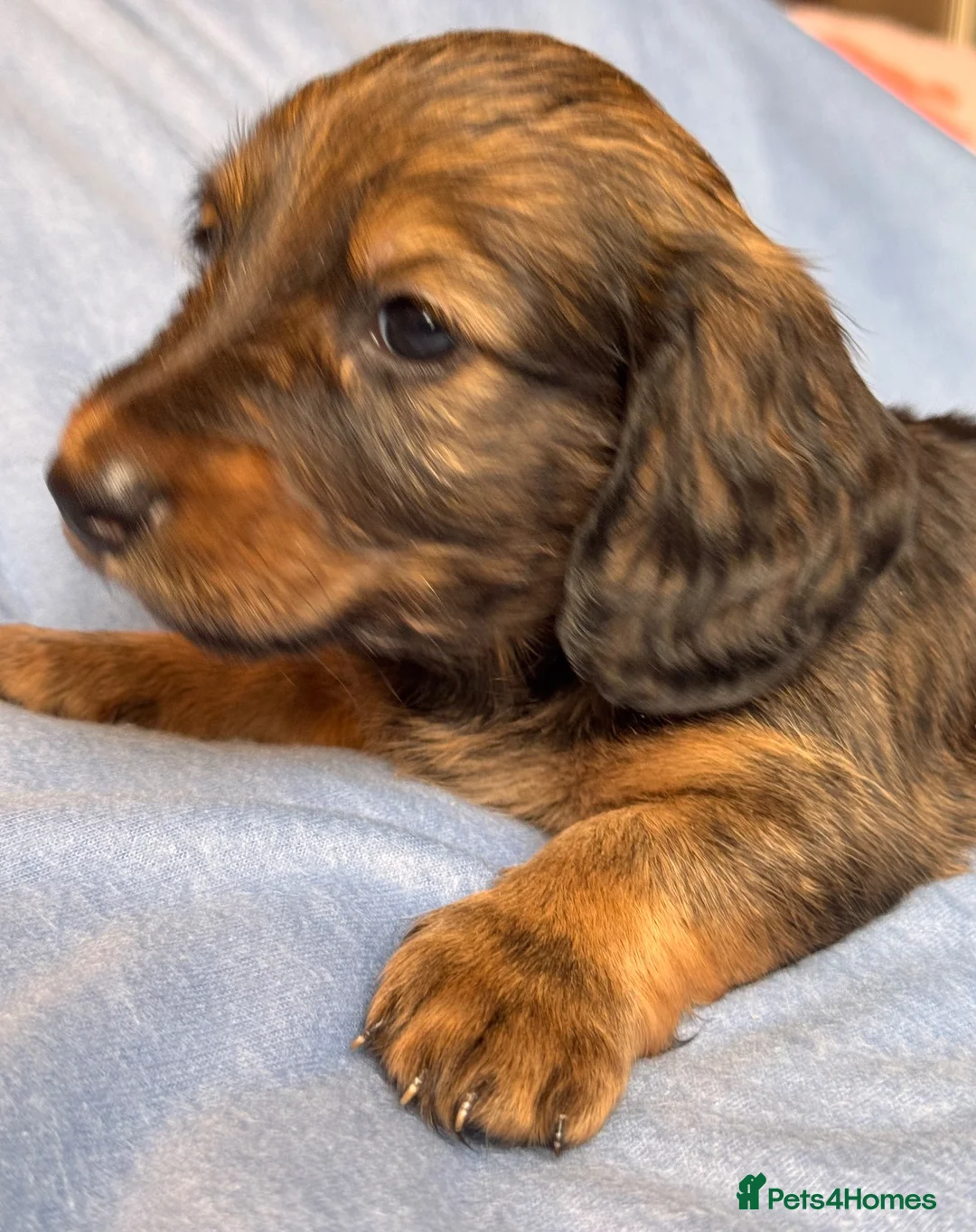Dachshund dogs for sale: Long & Short haired Sable crea Dachshund puppies  - Advert 2