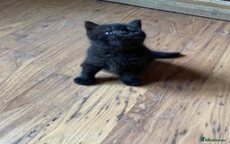 British Shorthair cats for sale: Black British Shorthair male  - Image 10