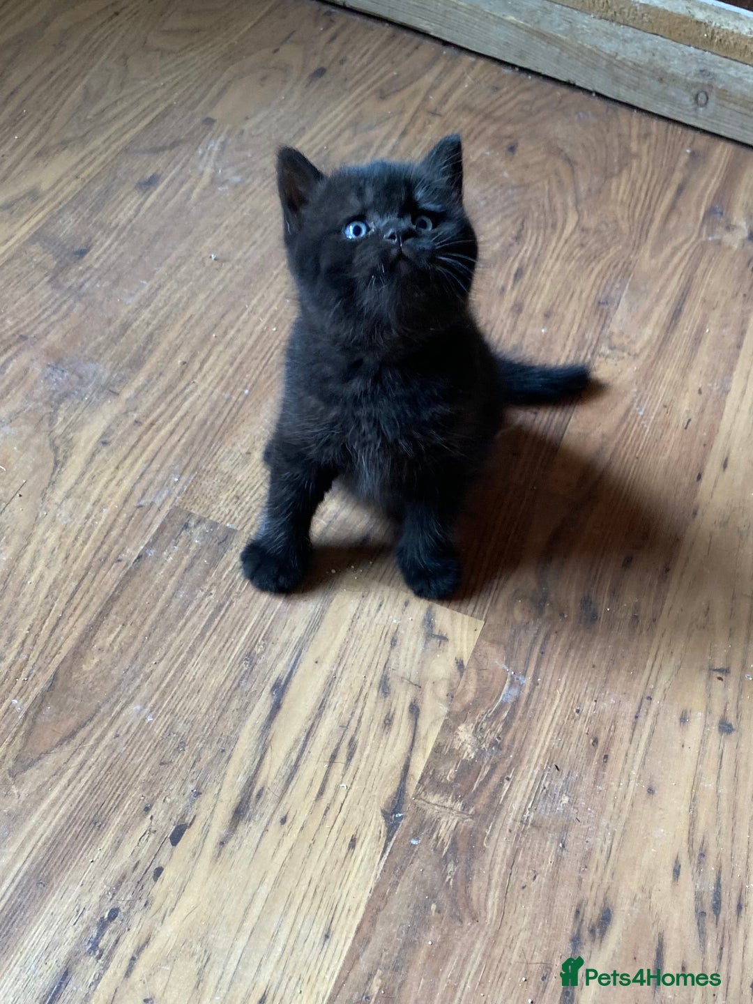 British Shorthair cats for sale: Black British Shorthair male  - Image 10