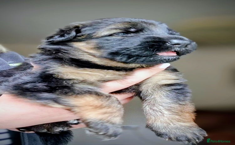 German Shepherd dogs - Advert 9