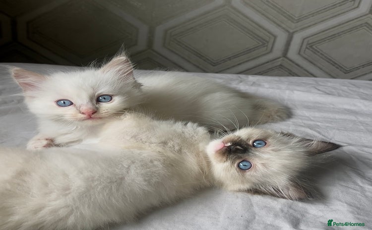 Ragdoll cats - Advert 2