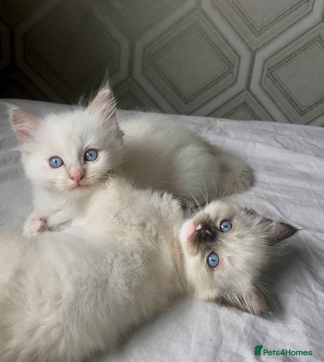 Ragdoll cats for sale: Microchipped Ragdoll kittens ⭐️white and blue eyes - Image 1