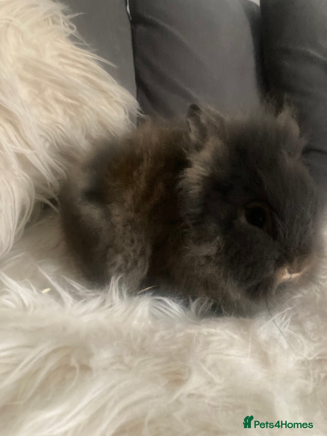 Lionhead rabbits for sale: Beautiful DoubleMane Lionhead Baby Bunnies/Rabbits - Image 6