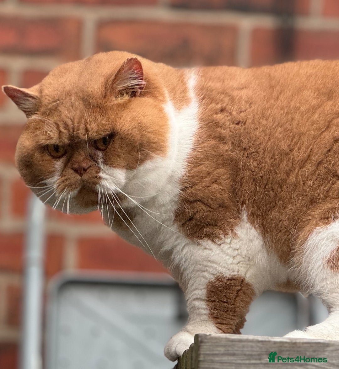 British Shorthair cats for stud: Tica CH red /white Cinnamon carrier ( limited time in Leeds - Advert 10