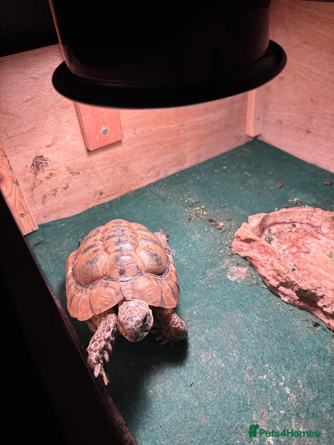 Tortoise reptiles for sale: Tortoise  - Advert 2