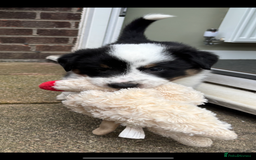 Border Collie dogs for sale: Unique Tri colour and piebald Border Collies  - Image 13