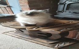 Ragdoll cats for sale: Beautiful Ragdoll kittens - Image 20