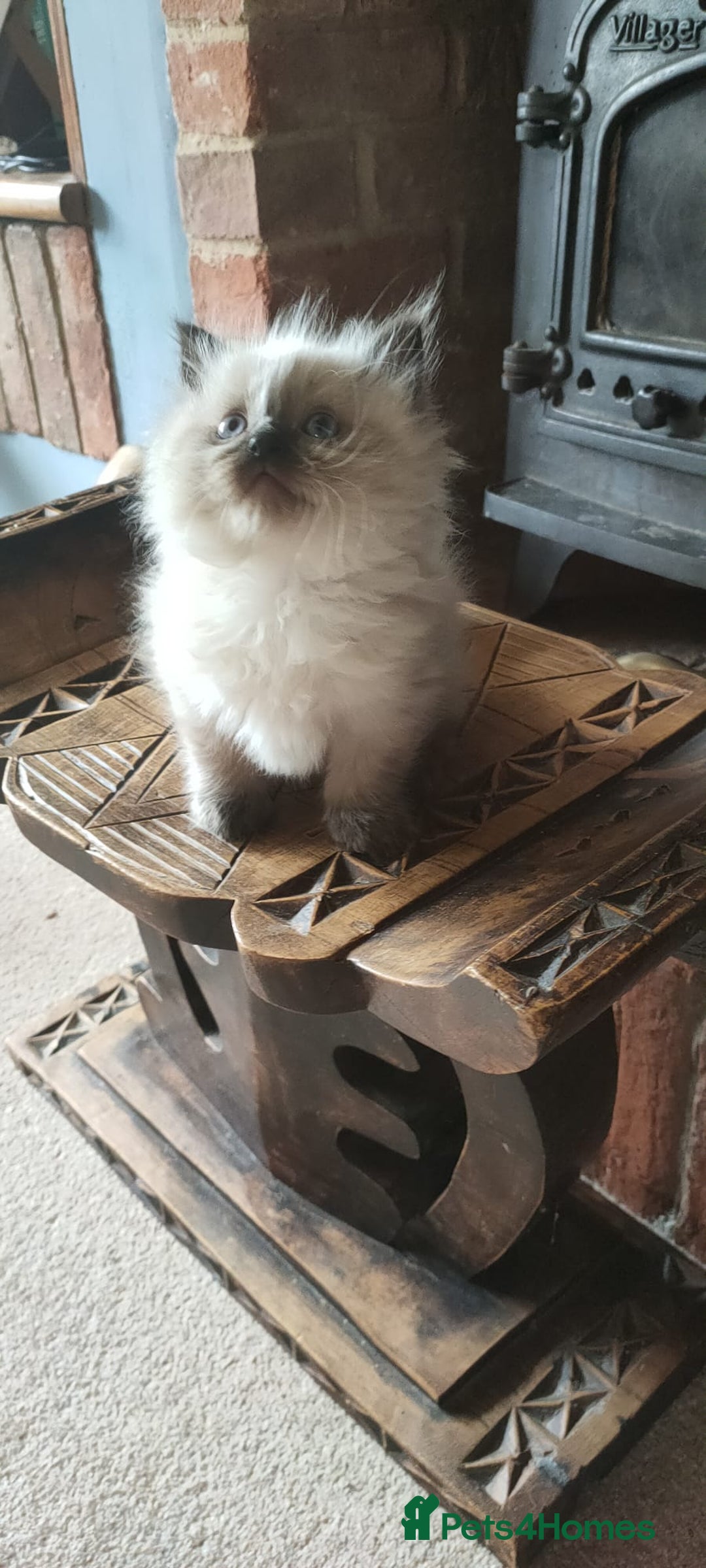 Ragdoll cats for sale: Beautiful Ragdoll kittens - Image 20