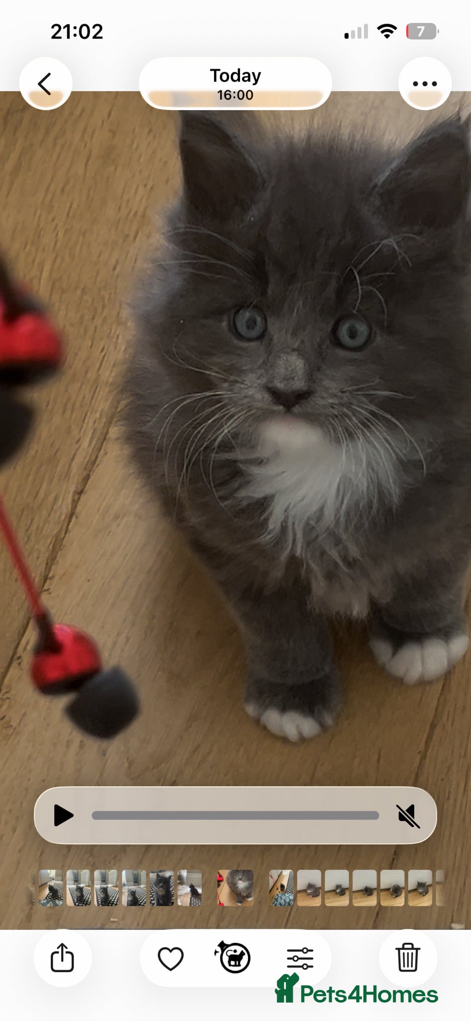 Maine Coon cats Pure breed Maine Coon kitten - Advert 15