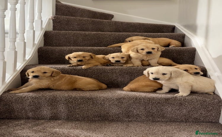 Golden Retriever dogs - Advert 2