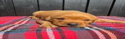 Labrador Retriever dogs for sale: 🧡 Fox Red KC working Labrador’s  in Thetford - Advert 32