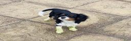 Cavalier King Charles Spaniel dogs for sale: KC registered Cavalier - meet Woody 🐾 - Advert 8