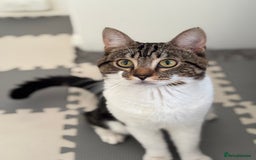Bengal cats for sale: 2 female bengals  - Image 8