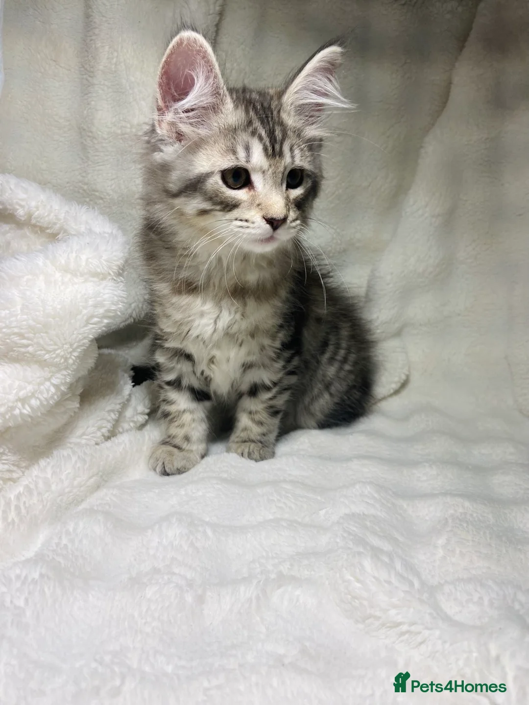 Maine Coon cats for sale: Purebreed Grey Maincoon Ready For Rehoming  - Advert 13