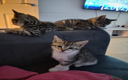 Domestic Shorthair cats for sale: 1 male & 1 female kitten - Image 6