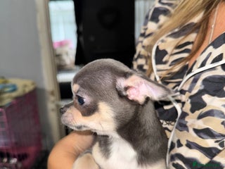 Chihuahua dogs - Advert 24