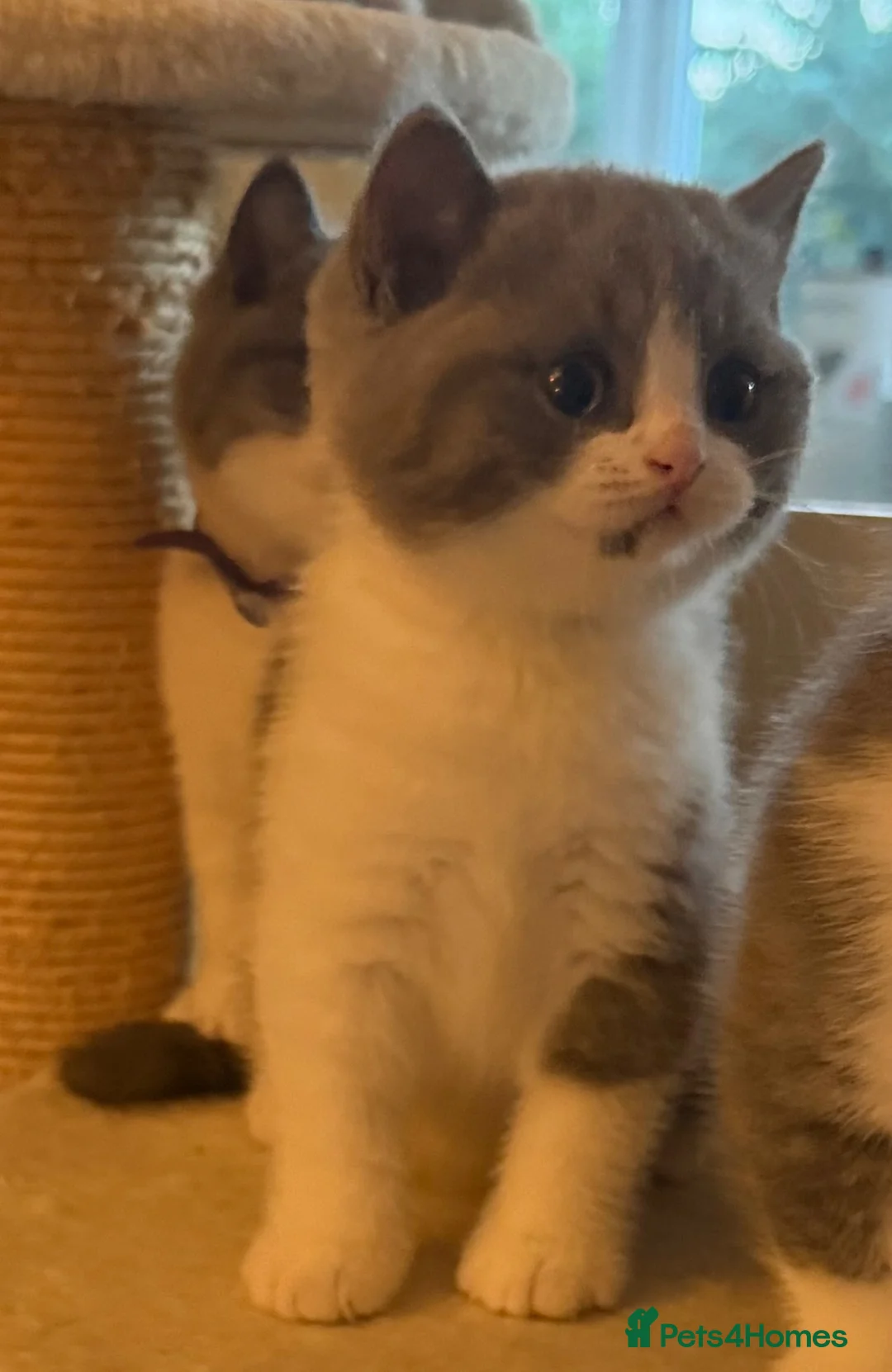 British Shorthair cats for sale: 🐾 Beautiful Blue & White BSH Boys 🐾 - Advert 2