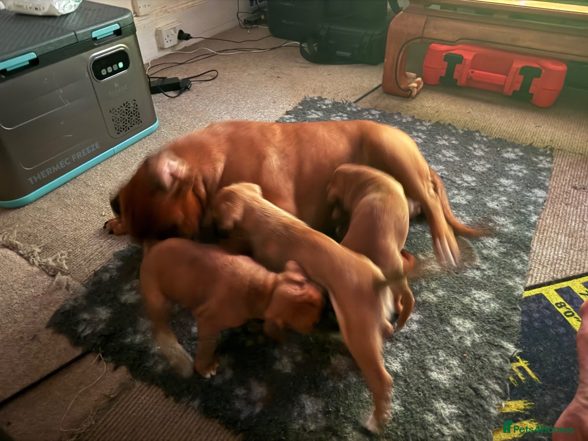 Boxer dogs charthaihen boxers - Advert 19