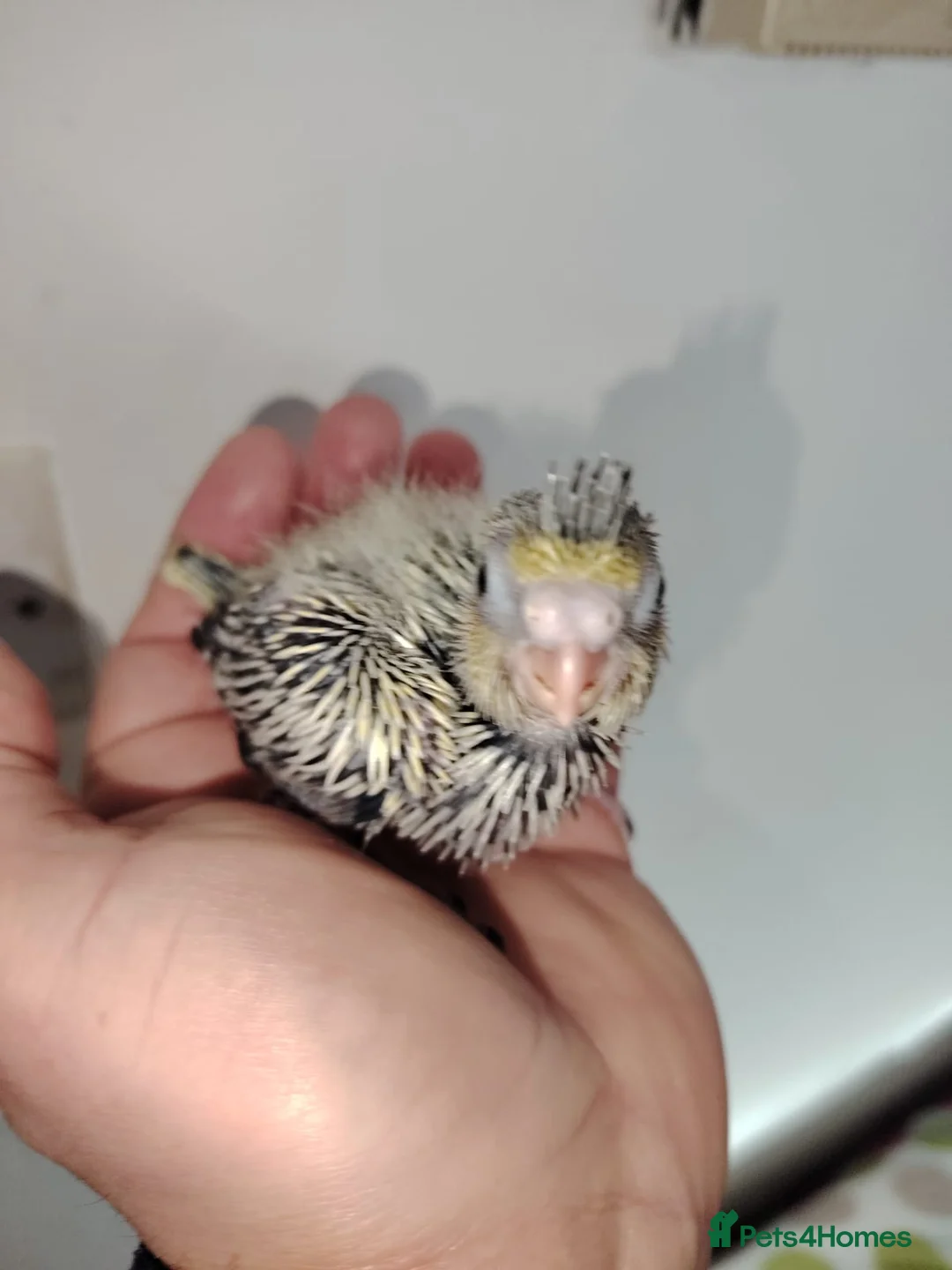 Cockatiels birds for sale: Baby cockatiels hand rear - Advert 6